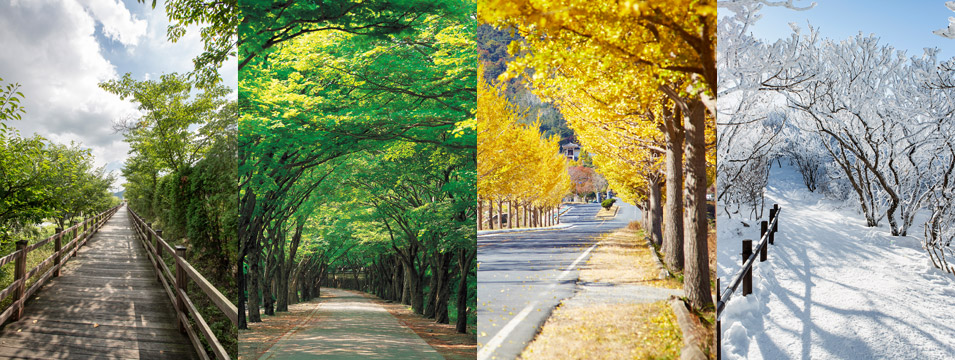 Nami đẹp cả 4 mùa